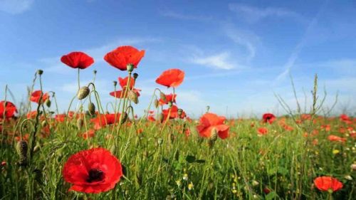 167308-fields-of-real-poppies-remembrance-day